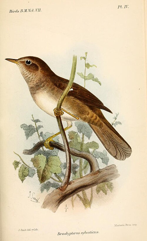 Knysna Warbler (Bradypterus sylvaticus)