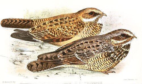 Swamp Nightjar (Caprimulgus natalensis)