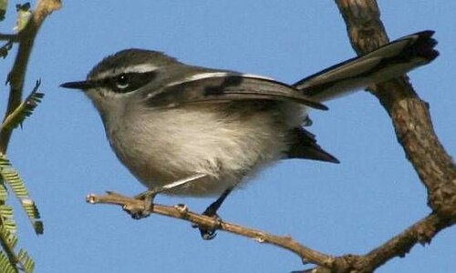 Fairy Flycatcher (Stenostira scita)