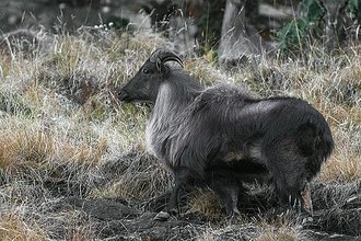 Himalayan Tahr (Hemitragus jemlahicus)