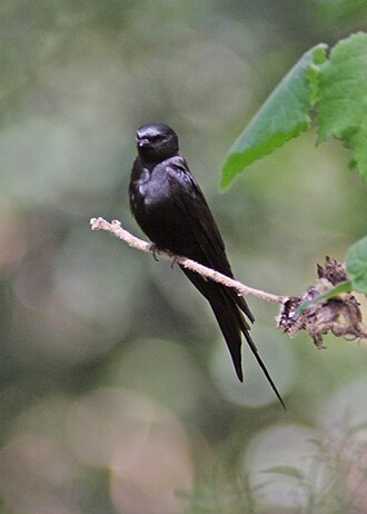 Black Saw-wing (Psalidoprocne pristoptera)