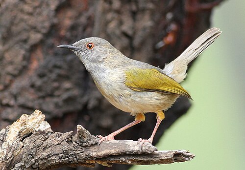 Grey-backed Camaroptera (Camaroptera brevicaudata)