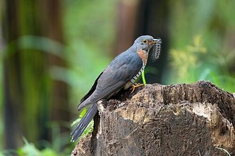 Red-chested Cuckoo (Cuculus solitarius)