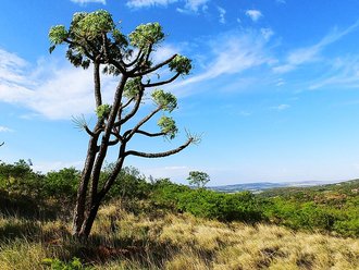 Klipriviersberg Nature Reserve, Gauteng