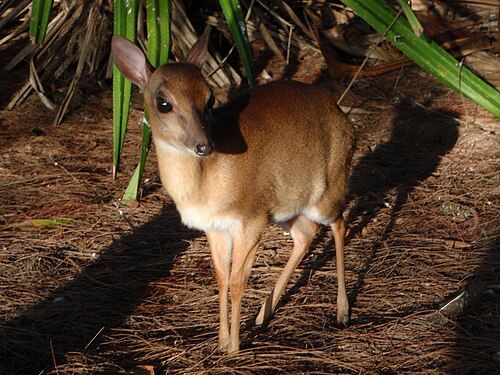 Suni (Neotragus moschatus)