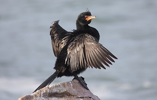 Crowned Cormorant (Microcarbo coronatus)
