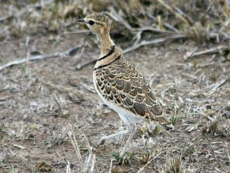Double-banded Courser (Rhinoptilus africanus)