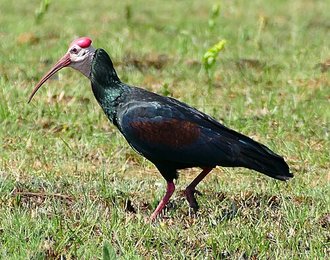 Southern Bald Ibis (Geronticus calvus)