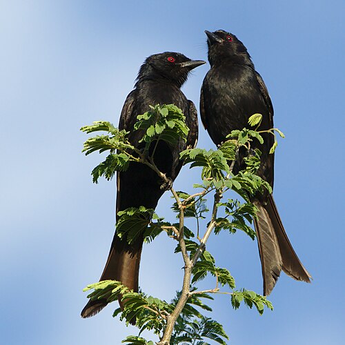 Fork-tailed Drongo (Dicrurus adsimilis)