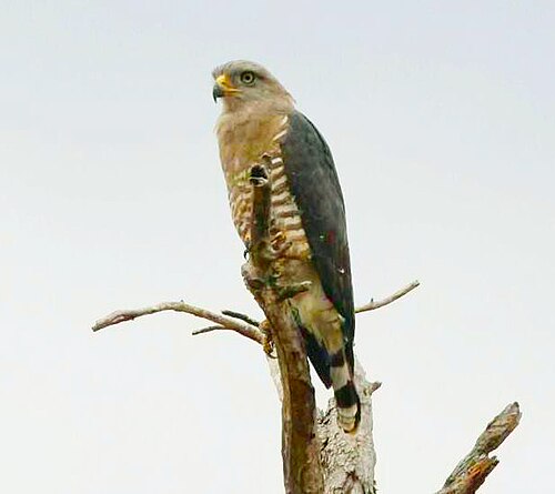 Southern Banded Snake Eagle (Circaetus fasciolatus)