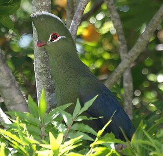 Knysna Turaco (Tauraco corythaix)