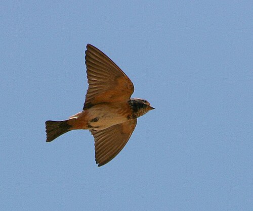 South African Cliff Swallow (Petrochelidon spilodera)