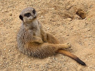 Meerkat (Suricata suricatta)