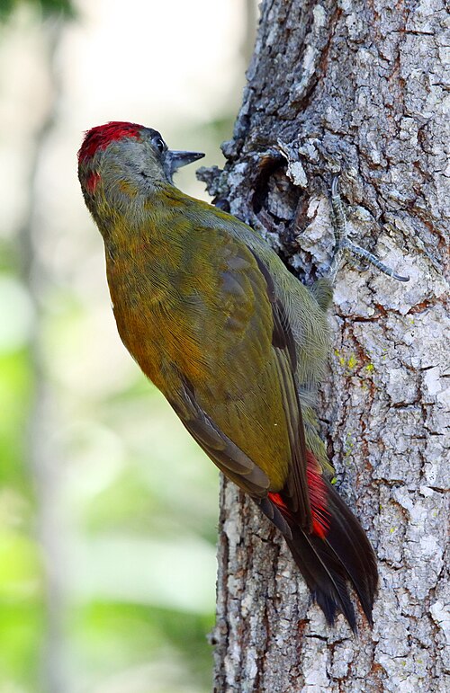 Olive Woodpecker (Dendropicos griseocephalus)