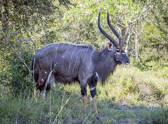 Nyala (Tragelaphus angasii)