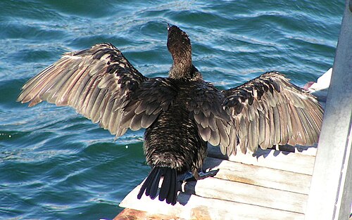 Cape Cormorant (Phalacrocorax capensis)