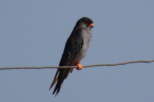 Amur Falcon (Falco amurensis)