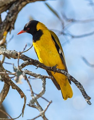 Black-headed Oriole (Oriolus larvatus)