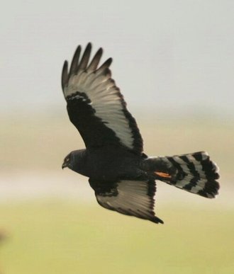 Black Harrier (Circus maurus)