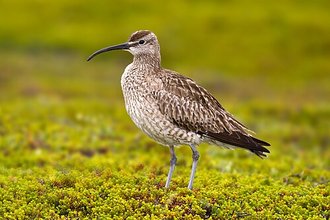 Whimbrel (Numenius phaeopus)