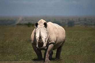 White Rhinoceros (Ceratotherium simum)