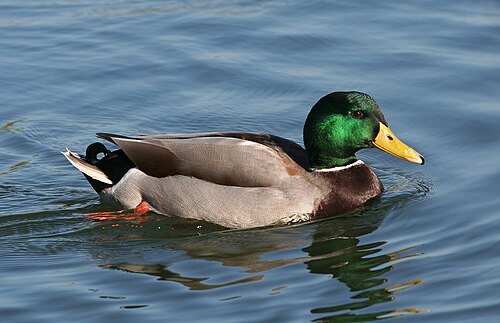 Mallard (Anas platyrhynchos)