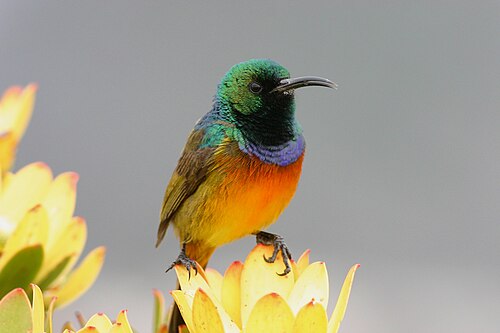 Orange-breasted Sunbird (Anthobaphes violacea)
