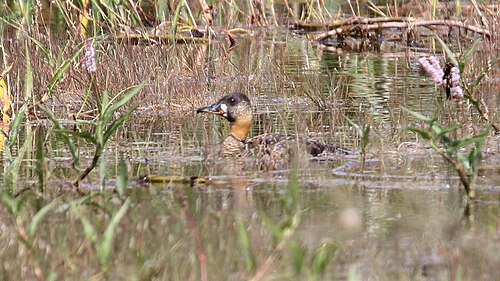 White-backed Duck (Thalassornis leuconotus)