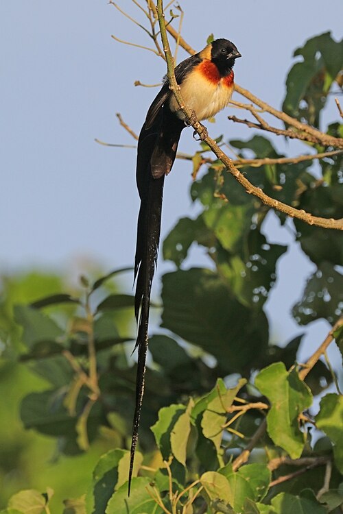 Long-tailed Paradise Whydah (Vidua paradisaea)