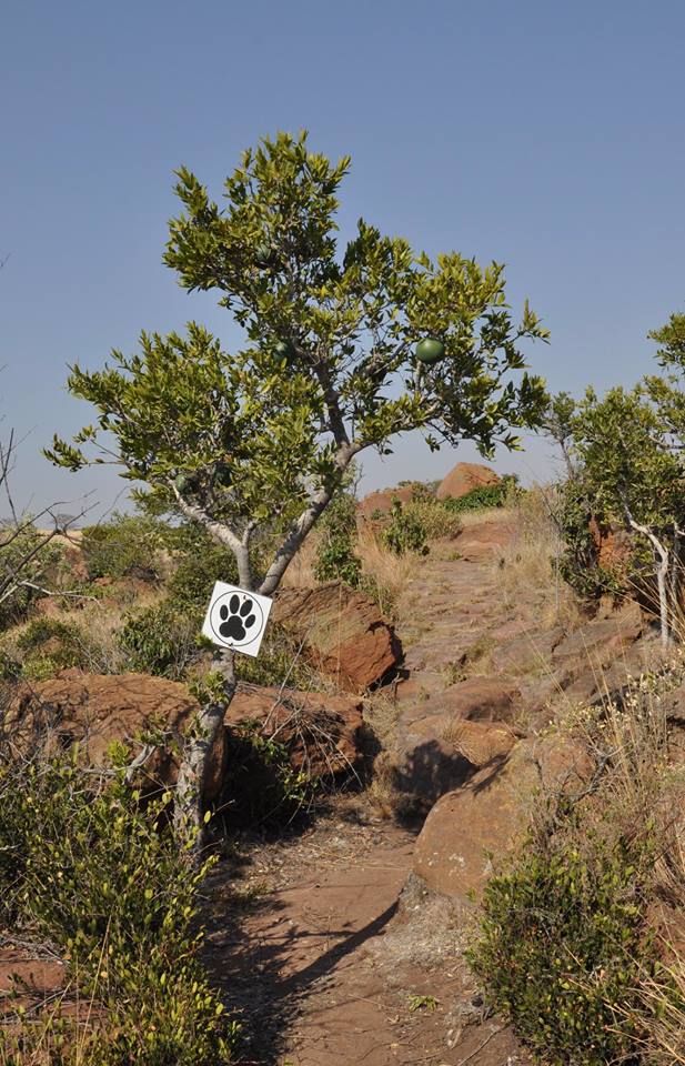 Loskop Dam Nature Reserve, Mpumalanga
