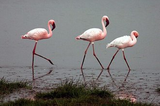 Lesser Flamingo (Phoeniconaias minor)