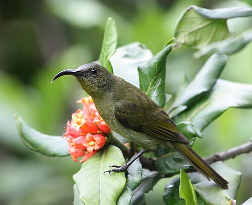 Olive Sunbird (Cyanomitra olivacea)