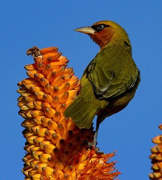 Spectacled Weaver (Ploceus ocularis)