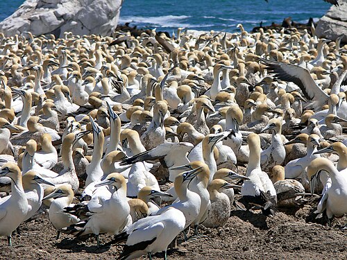 Cape Gannet (Morus capensis)