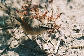 Brown-crowned Tchagra (Tchagra australis)