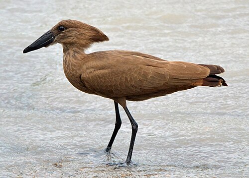 Hamerkop (Scopus umbretta)