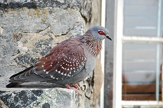 Speckled Pigeon (Columba guinea)