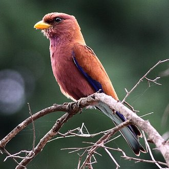 Broad-billed Roller (Eurystomus glaucurus)