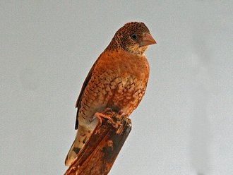 Cut-throat Finch (Amadina fasciata)