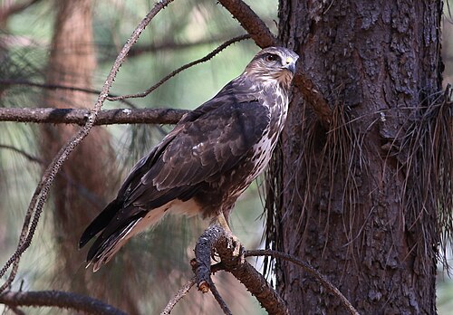 Forest Buzzard (Buteo trizonatus)