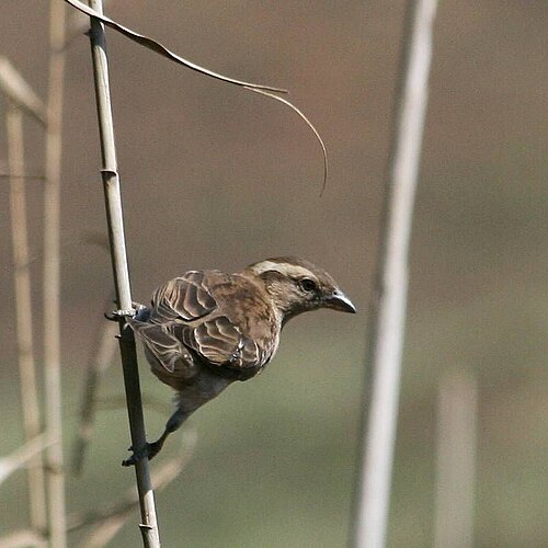 Yellow-throated Petronia (Gymnoris superciliaris)