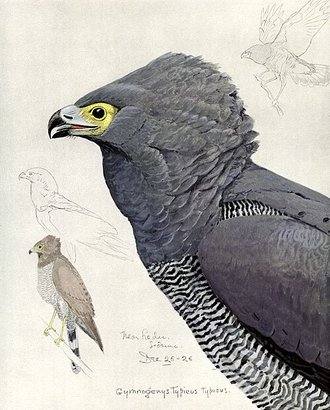 African Harrier-Hawk (Polyboroides typus)