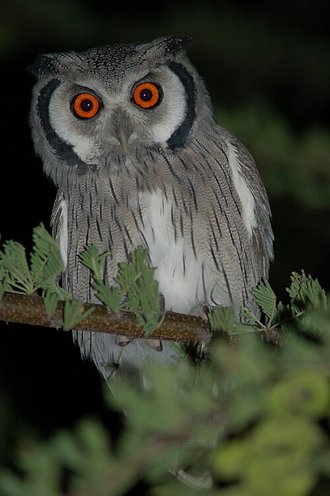 Southern White-faced Owl (Ptilopsis granti)