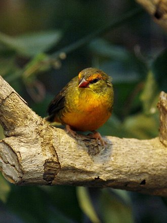 Orange-breasted Waxbill (Amandava subflava)