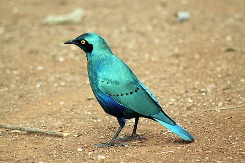 Greater Blue-eared Starling (Lamprotornis chalybaeus)