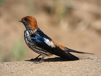 Lesser Striped Swallow (Cecropis abyssinica)