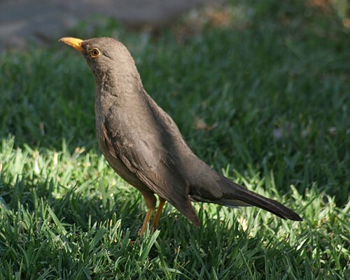 Karoo Thrush (Turdus smithi)
