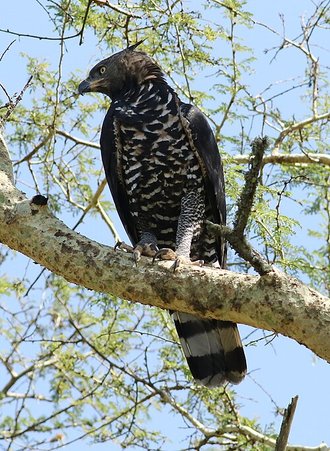 Crowned Eagle (Stephanoaetus coronatus)