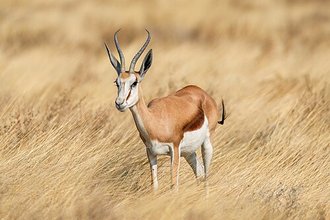 Springbok (Antidorcas marsupialis)