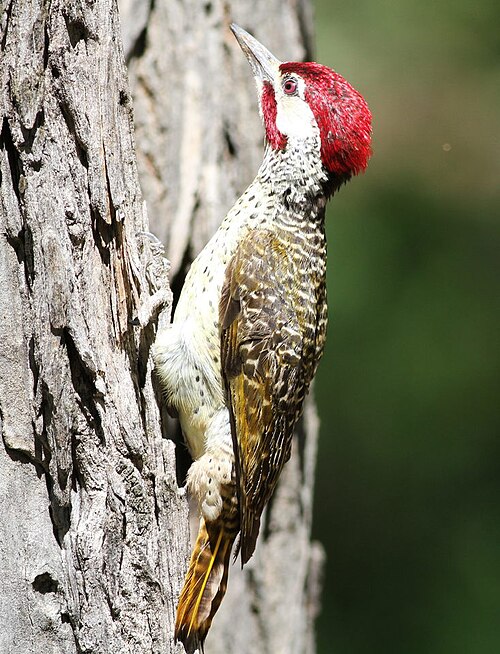 Bennett's Woodpecker (Campethera bennettii)